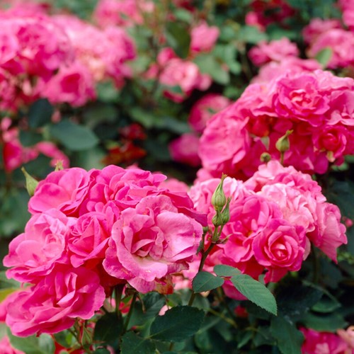 Rosier Melrose - Rosa floribunda