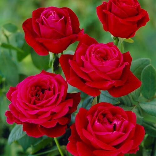 Rosier Mr. Lincoln - Rosa Très Parfumé 