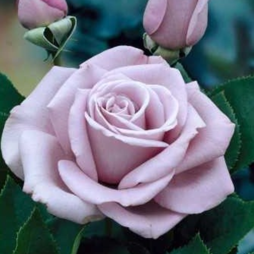 Rosier Waltz Time Parfumée - Rosa