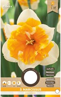 Narcis Orangery - Narcissus-2