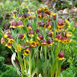 Fritillaria michailovskyi - Fritillaires