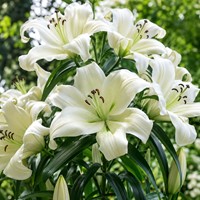 Lis d’arbre Pretty Woman – Lilium OT hybrid