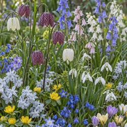 Bloembollen Tuin Mix 125