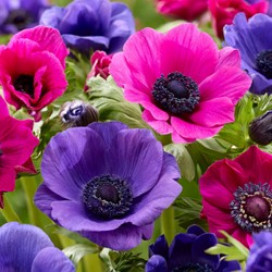 Mélange d'anémones violettes et roses - Anemone