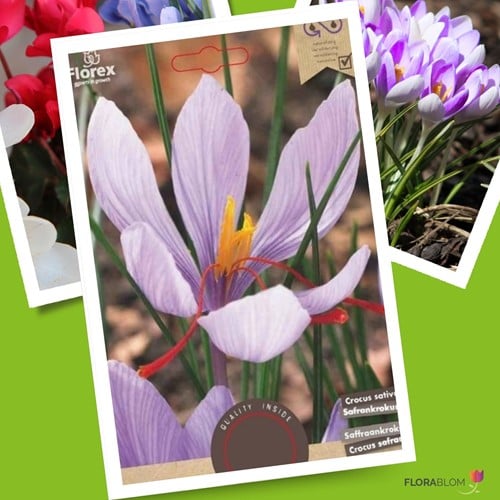 Crocus Safran