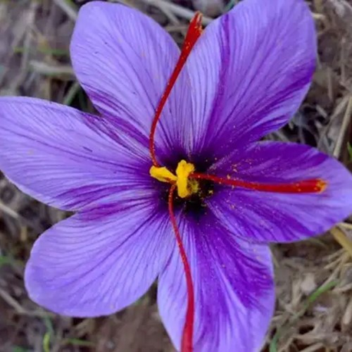 Crocus Sativus - Crocus à Safran (En Vrac XL)