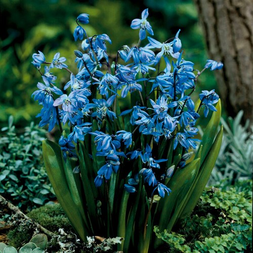 Scilles Siberica - Scilla Siberica (En Vrac)