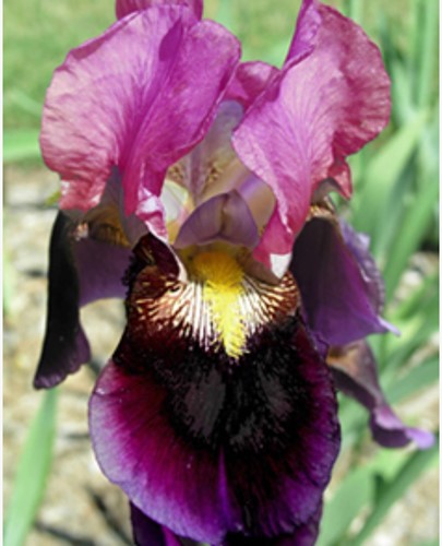Iris d'Allemagne Sen Lac - Iris Germanica (pack de six)