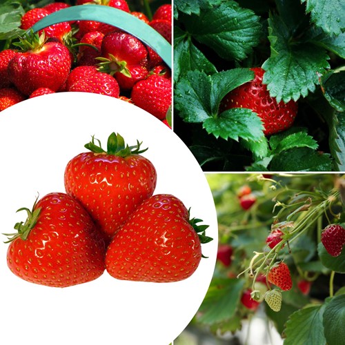 20x plantes de Fraisier Senga Sengana – Fragaria