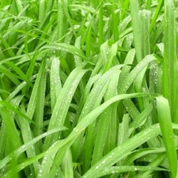 Laîche Japonaise « Irish Green » - Carex foliosissima (Pack de Six)