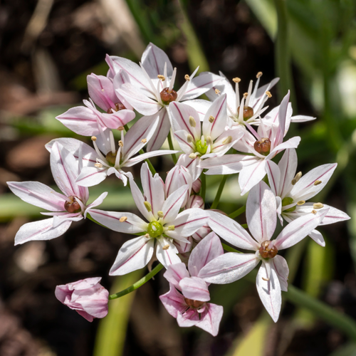 Ail d’ornement Cameleon - Allium