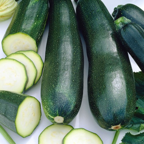 Courgette, Courge d Italie Black Beauty EKO