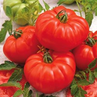Tomate beefsteak Marmande