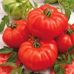 Tomate beefsteak Marmande
