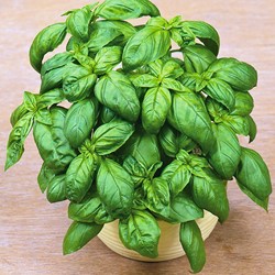 Basilic Grand vert