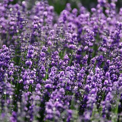 Lavande Vraie Verani, violet bleu EKO