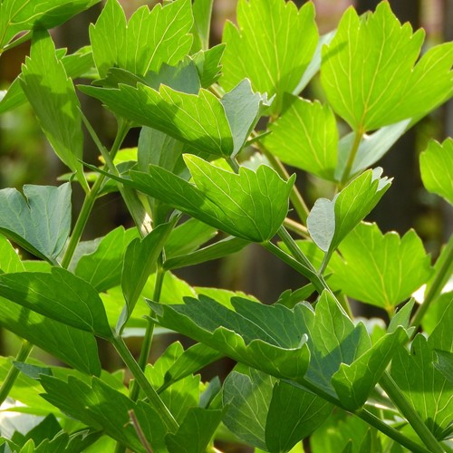 Ache des montagnes EKO - Levisticum Officinalis