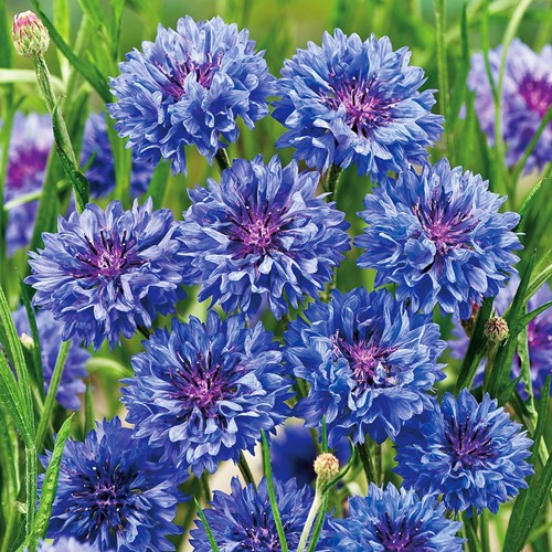 Centaurée à fleurs doubles Blue Boy
