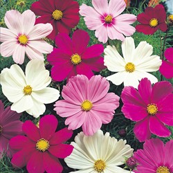 Cosmos