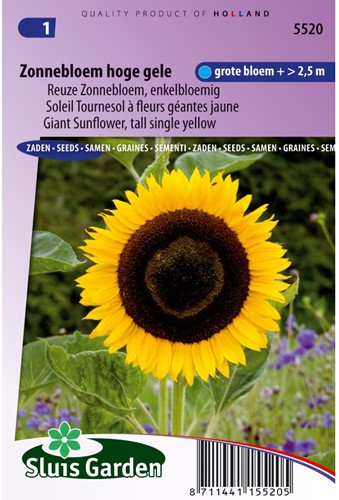 Soleil, Tournesol à fleurs géantes jaune-2