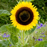 Soleil, Tournesol à fleurs géantes jaune