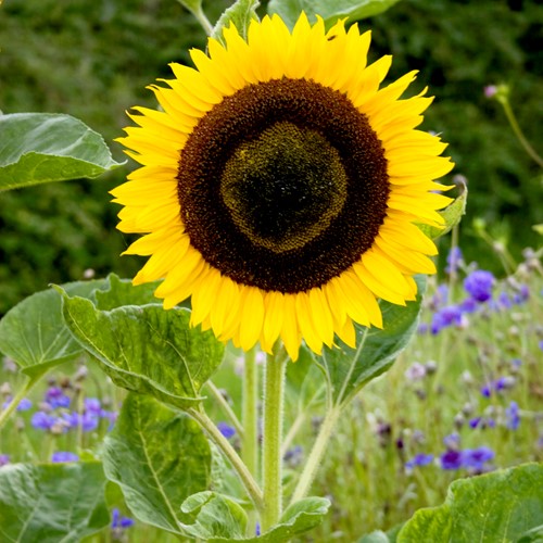 Soleil, Tournesol à fleurs géantes jaune