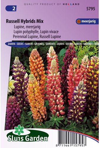 Lupin polyphylle vivace Russell hybrids Mix - Lupinus-2