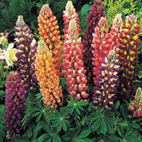 Lupin polyphylle vivace Russell hybrids Mix - Lupinus
