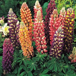 Lupin polyphylle vivace Russell hybrids Mix - Lupinus