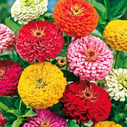 Zinnia élégant à fleurs doubles Giant of California Mix