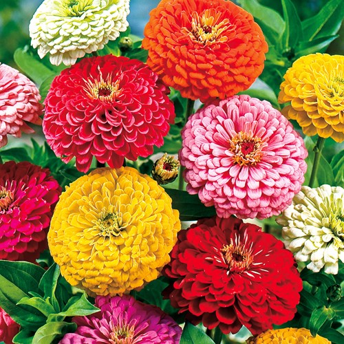 Zinnia Reuzen van California Mix