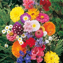 Fleurs pour bouquet en mélange