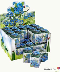 Greengift Ne-m'oubliez-pas 40 pcs en showbox