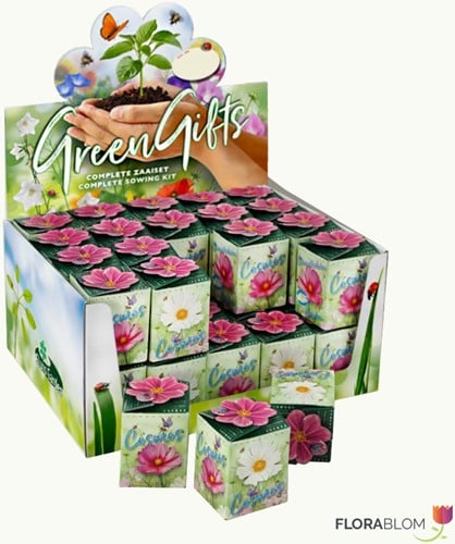 Greengift Cosmos Mix 40 pcs en showbox