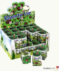 Greengift Trèfle à quattre feuilles 40 pcs en showbox