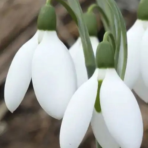 Grand Perce-Neige Elwesii - Galanthus (XL-Emballage)