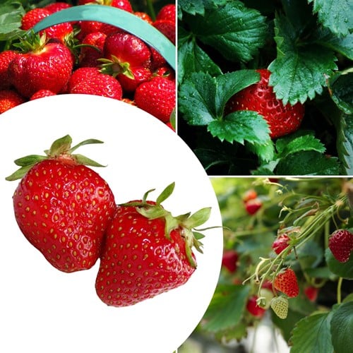 20x plants de Fraisier Sonata – Fragaria