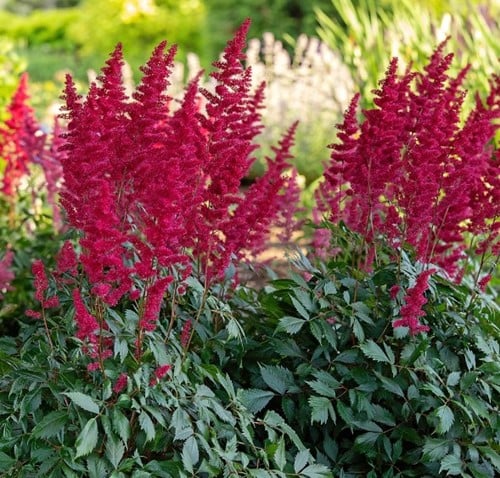 Spiraea Astilbe Fanal Plantes en Pot
