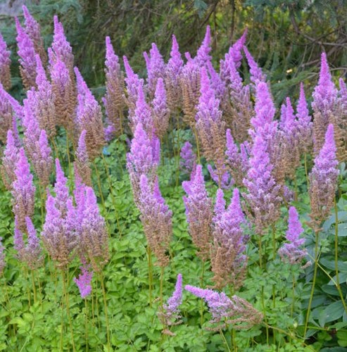 Spiraea Astilbe Pumila (Plantes en Pot)