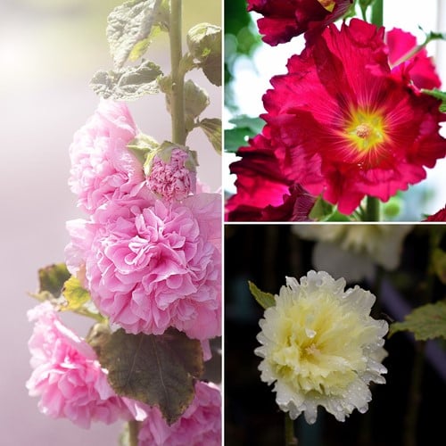 Rose Trémière en Mélange - Alcea Rosea (Pack de Trois)