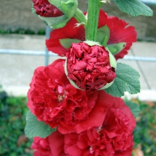 Rose Trémière Rouge - Alcea Rosea