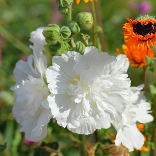 Rose Tremiere Blanc - Alcea rosea