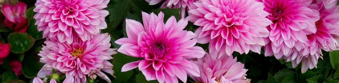 Planter Dahlia - Consignes de plantation des bulbes