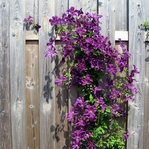 Clematis The President - Clématite