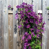Clematis The President - Clématite