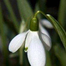 Galanthus Nivalis et Perce-neige - Consignes de plantation des bulbes