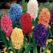 Planter des jacinthes - Résumé et Consignes
