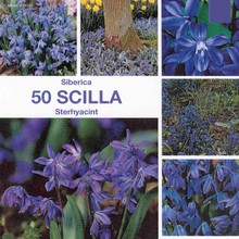 Bulbes de scilles