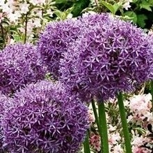 Consignes de plantation des bulbes d’alliums