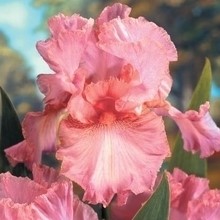 Bulbes d’iris